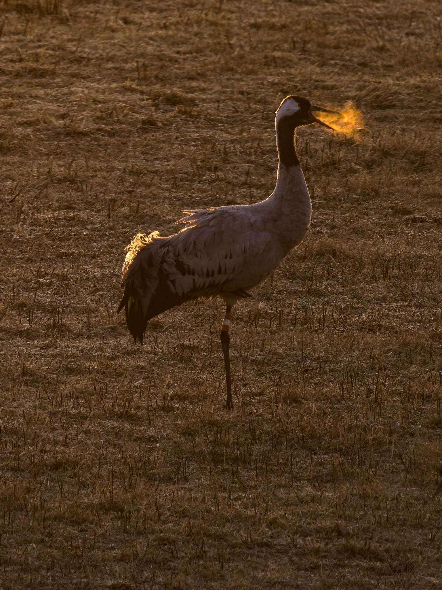 009 250324 0638 H  1HR0409 DxO DeepPRIME XD2s